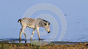 BurchellÃ¢â¬â¢s zebra baby in the riverbank in Kruger National park photo